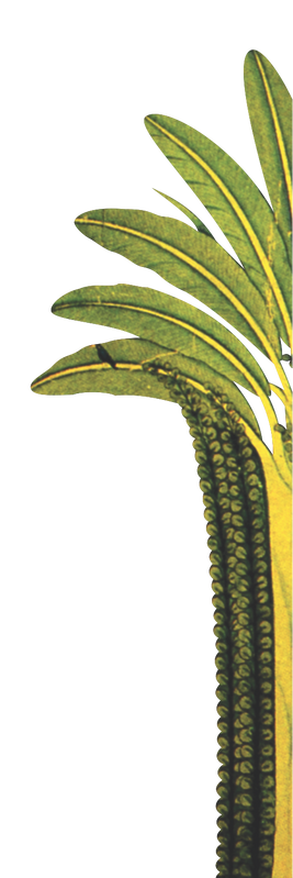 banana-tree-background