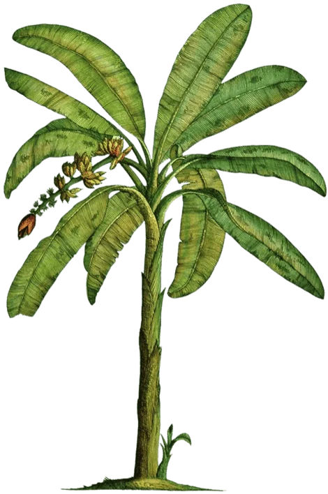 banana tree image in vacc