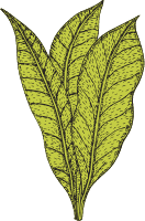 leaf image