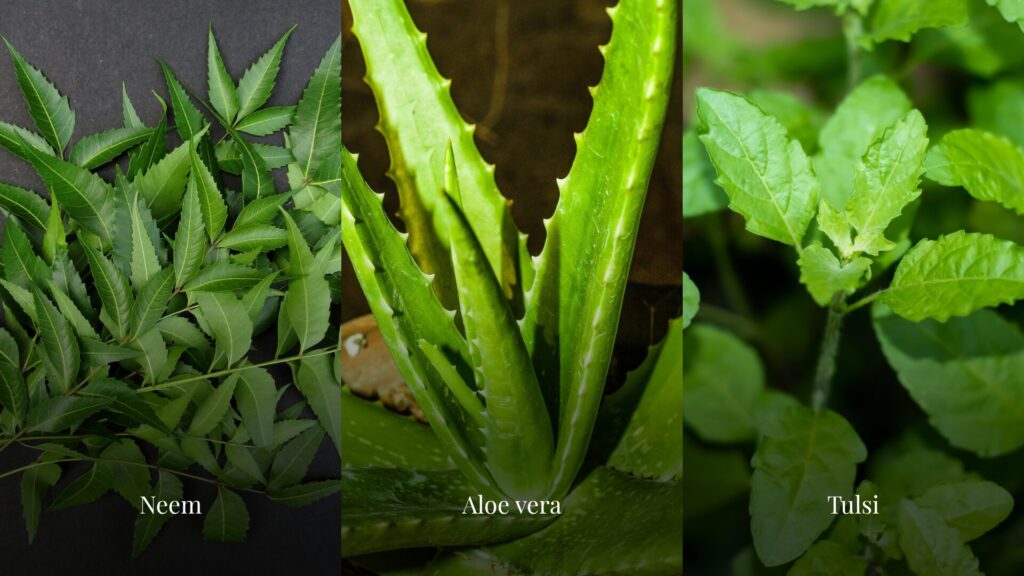 Including herbs like tulsi, neem or aloe vera are effective ayurveda skin care tips